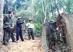 Khởi tố, bắt tạm giam 4 đối tượng khai thác gỗ trái phép