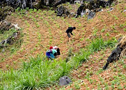 Lãng du giữa cao nguyên đá