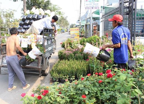 Làng hoa lớn nhất miền Tây vắng khách