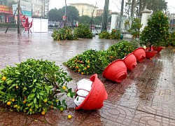 Mưa gió lớn ngày cuối năm, hàng loạt chậu đào, quất bán Tết ngã rạp, chủ buôn "khóc ròng"