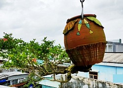 Chơi chẳng giống ai, vườn bonsai mọc ngược xứ Quảng lập kỷ lục Việt Nam