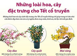 [Infographics] Những loài hoa, cây đặc trưng cho Tết cổ truyền