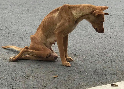 Nhìn chú chó này mà thương, da bọc xương, nhưng vẫn cố gắng nuôi sống bản thân. Hãy xem hình ảnh để cảm nhận tình cảm và sự kiên trì của nó.