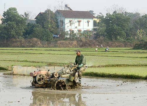 Các địa phương tập trung sản xuất vụ đông xuân