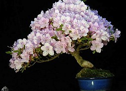 Top 10 cây Bonsai đẹp nhất thế giới