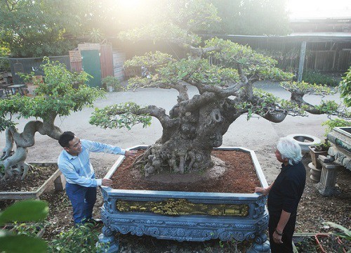 Chiêm ngưỡng cây lộc vừng tiền tỷ, chủ nhân giấu kỹ, đại gia vẫn tìm đến ngã giá