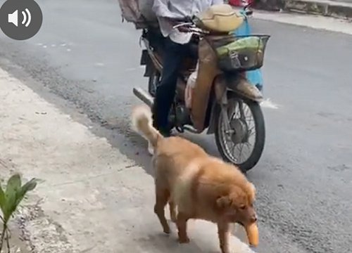 Chú chó mua bánh mì thiếu một cách "uy tín" khiến nhiều người phát cuồng: Chắc là mối ruột của chú bán bánh mì rồi!