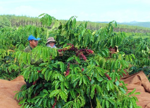 Giá cà phê hôm nay 17/2: Robusta hồi phục, Arabica tăng cao nhất tuần