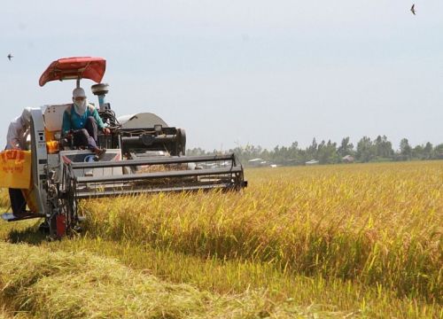 Giá lúa gạo hôm nay ngày 18/2: Giá lúa Đông Xuân có xu hướng tăng