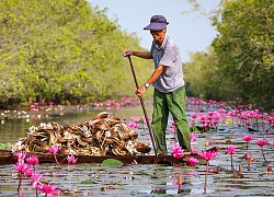 Mùa hoa và chim rợp trời ở Tràm Chim