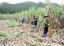 Tạo điều kiện thuận lợi cho người dân, doanh nghiệp trong việc thu hoạch, vận chuyển mía