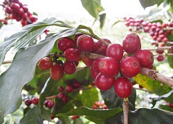 Giá cà phê hôm nay 20/2: Đồng loạt giảm nhưng Arabica vẫn ở mức cao