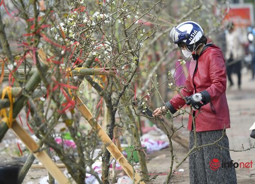 Hoa lê Tây Bắc trắng thanh khiết tràn xuống phố Hà Nội