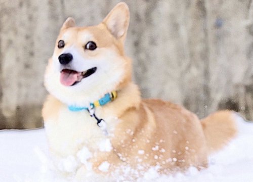 'Thánh biểu cảm' Corgi nổi tiếng thế giới đã qua đời, chủ nhân tiết lộ chú chó mắc nhiều căn bệnh