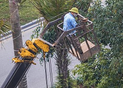 Nhiều người ở khu dân cư chung tay giải cứu chú chim mắc kẹt trên cây, máy cẩu được huy động chạy 10km