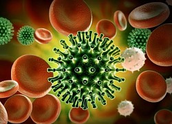 Phơi nhiễm virus có chủ đích ở người: Con đường giải mã bí ẩn về SARS-CoV-2?