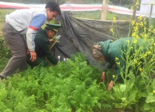 Trồng cây thuốc phiện trong vườn nhà để... nấu canh ăn hàng ngày