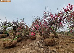 Đào Nhật Tân nhộn nhịp 'về vườn' sau những ngày chơi Tết