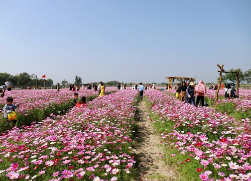 Đồng hoa cánh bướm gây 'sốt' ở Hà Tĩnh