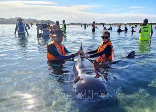 Hàng chục cá voi bị mắc kẹt trên bờ biển New Zealand