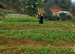 Học sinh miền núi trồng rau cải thiện bữa ăn