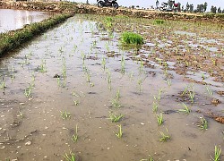 Nhiệt tình đi cấy cho mẹ vợ nhưng có gì đó sai sai, chàng trai bị phụ huynh nhà gái "giận tím mặt", bơ đẹp không thèm nói chuyện