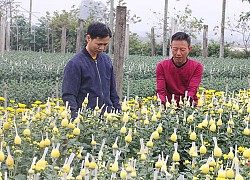 Phường Đông Lĩnh ưu tiên tích tụ đất đai, sản xuất nông nghiệp quy mô lớn