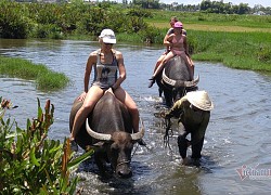 Rủ Tây ra đồng cưỡi trâu, dầm bùn phơi nắng... dân Hội An thu tiền đô