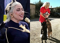 Ca sĩ Lady Gaga treo thưởng nửa triệu đô tìm 2 chú chó cưng