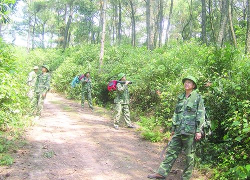 Chủ động bảo vệ rừng thông trong mùa khô hanh