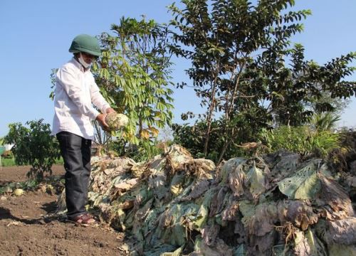 Dân nhổ bỏ hàng trăm tấn rau củ vì chẳng ai mua