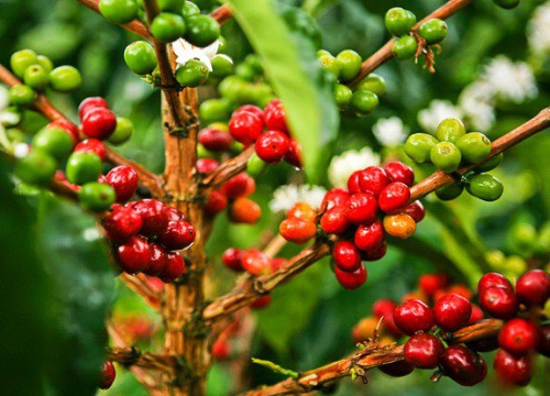 Giá cà phê hôm nay 25/2: Robusta tiếp tục tăng, trong nước cán mốc 33 triệu đồng/tấn