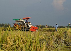 Giá lúa gạo hôm nay ngày 25/2: Giá lúa gạo bất ngờ giảm 100 - 200 đồng/kg