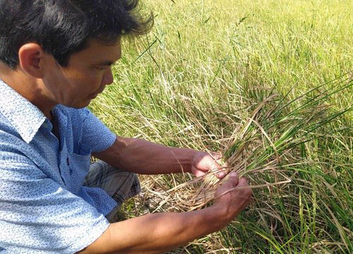 Hạn mặn miền Tây tăng dần, khá gay gắt trong cuối tháng 2