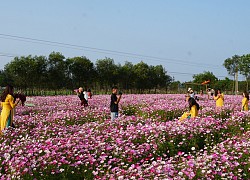 Mê mẩn cánh đồng hoa sao nhái rực rỡ tại Hà Tĩnh