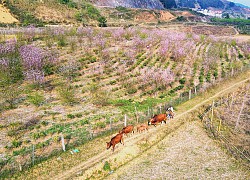 Mùa đào nở muộn ở Lóng Luông