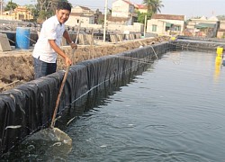 Bỏ mức lương cao, về quê nuôi &quot;tôm sạch&quot;