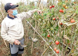 Chuyện "giải cứu" nông sản ở Mê Linh và những thông tin "nói lấy được"