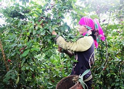 Giá cà phê hôm nay 2/3: Trong nước mất mốc 33 triệu đồng/tấn, Robusta và Arabica cùng giảm