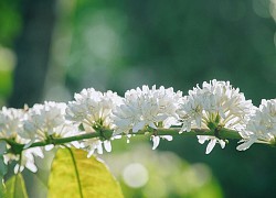 Mùa hoa cà phê trong mắt người con Tây Nguyên