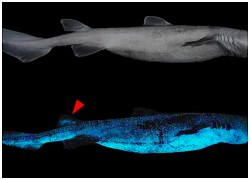Phát hiện cá mập phát sáng khổng lồ