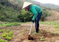 Thầy cô giáo ở Nghệ An trồng rau, nuôi gà hỗ trợ bữa ăn cho học sinh bán trú