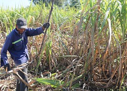 Trồng mía không hiệu quả, nông dân Khánh Hòa loay hoay chuyển đổi cây trồng mới