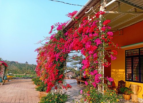 Vườn hoa giấy rực rỡ sắc màu đẹp như cổ tích của chàng trai trẻ dành cả 'thanh xuân' để chăm sóc