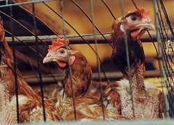 WHO, FAO khuyến cáo Việt Nam cảnh giác cúm H5N8 lây từ gia cầm sang người