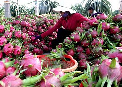 Giá trái cây tăng mạnh do Trung Quốc tăng thu mua