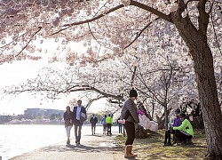 Hoa anh đào nở hút du khách tới Washington DC