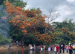 Hoa trang rừng phủ kín suối Tà Má