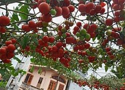 Mẹ Hải Phòng làm ròng rọc tời đất lên sân thượng trồng cà chua, quả kết từng chùm trĩu giàn