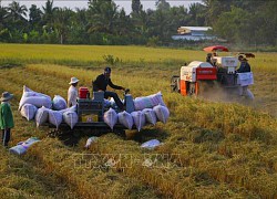 Nhiều tín hiệu thuận lợi cho vụ Hè Thu 2021 ở Đồng bằng sông Cửu Long